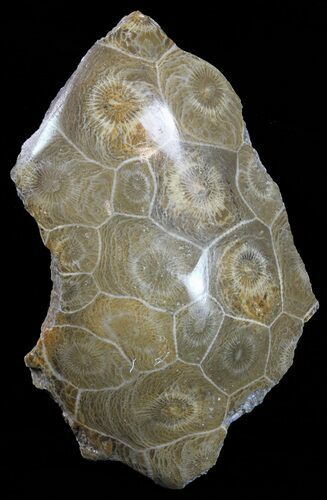 Polished Fossil Coral (Actinocyathus) - Morocco #60053